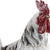 Figura Decorativa Dekodonia Resina Gallo (28 x 12 x 30 cm)