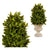 Planta Decorativa Ibergarden (20 x 33 x 20 cm)
