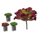 Planta Decorativa Ibergarden (23 x 22 x 22 cm)