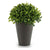 Planta Decorativa Ibergarden (13 x 17 x 13 cm) Plástico