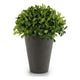 Planta Decorativa Ibergarden (13 x 17 x 13 cm) Plástico